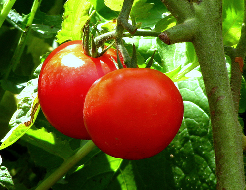 tomatoes